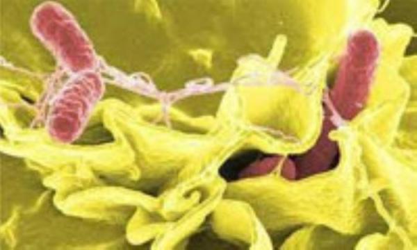 استفاده از باکتری ها برای درمان تومورها