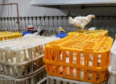 زیان 15 هزار تومانی مرغداران در فروش هر کیلو مرغ