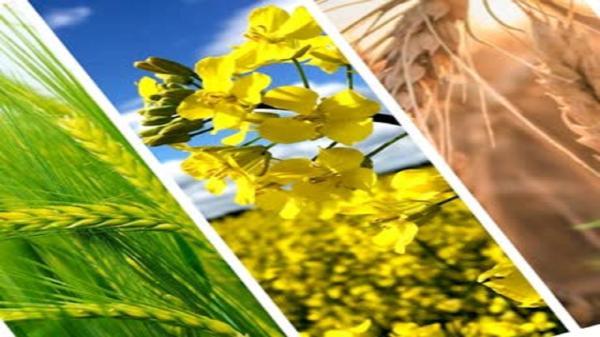200هزار هکتار از اراضی کشاورزی استان قزوین به زیر کشت محصولات پاییزه می رود