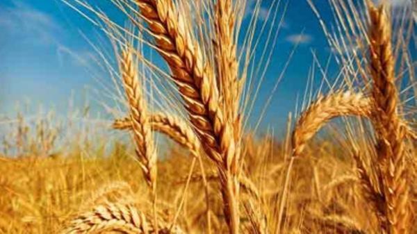 سیستان و بلوچستان برای تامین آرد خبازی ها در سال نیازمند 400 هزار تن گندم است