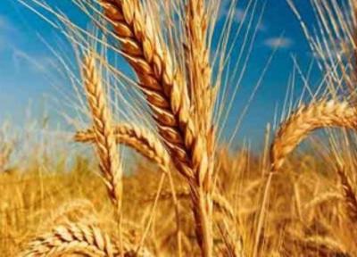 سیستان و بلوچستان برای تامین آرد خبازی ها در سال نیازمند 400 هزار تن گندم است